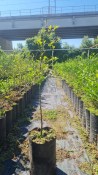 Mrazuvzdorný citrónovník Citrus Poncirus trifoliata 