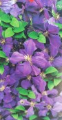Popínavá rostlina Clematis  Jackmanii
