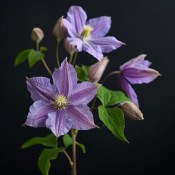 Popínavá rostlina Clematis modrý