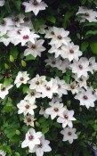 Popínavá rostlina Clematis Misas batemin bílá (1/2)