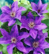 Popínavá rostlina Clematis  Fialová (2/2)