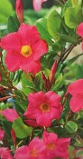 Popínavá rostlina Dipladenia (1/2)