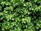 Popínavá rostlina Hedera bunt žíhaná