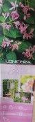 Popínavá rostlina - keř - Lonicera tatarica - Zimolez (1/2)