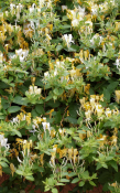 Popínavá rostlina Lonicera - Japonica Halliana