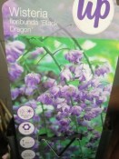 Popínavá rostlina Wisteria floribunda black dragon (1/2)