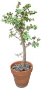 Portulacaria afra - Portulakárie africká č.3