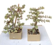 Portulacaria afra - Portulakárie africká č.4