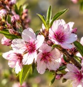 Mandloň 'Supernova' - Prunus dulcis 'Supernova'