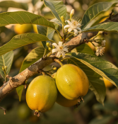 Psidium guajava – Kvajáva pravá - guava (1/2)