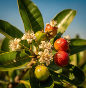 Psidium littorale – Psídium pobřežní - jahodová guava (1/2)