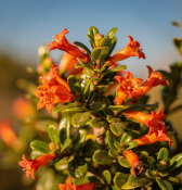 Punica granatum 'Nana' – Granátovník trpasličí (2/2)