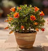 Punica granatum 'Nana' – Granátovník trpasličí (1/2)