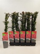 Pyracantha golden charmer - ohnivec