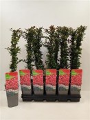 Pyracantha red column - ohnivec