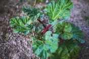 Rebarbora - Rheum rebarborum