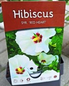 Ibišek Hibiscus Syriacus mrazuvzdorný růžový květ