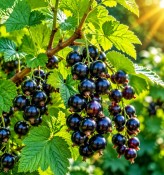 ribes-nigrum-ojebyn-rybiz-cerny (2/2)