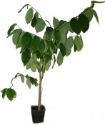 Rostlina Baobab výška 100 cm - nezasíláme - pouze na prodejně (2/2)