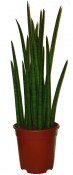 Sansevieria baccata Mikado - tchýnin jazyk