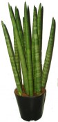 Sansevieria - tchýnin jazyk