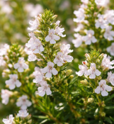 Satureja montana Saturejka horská (2/2)