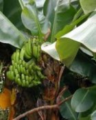 Sazenice banánovníku - Musa acuminata