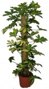 Schefflera arboricola