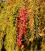 Schinus molle – Pepřovec obecný (2/2)