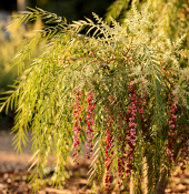 Schinus molle – Pepřovec obecný (1/2)