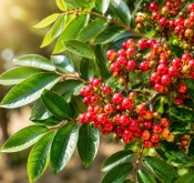 Schinus terebinthifolius – Pepřovník brazilský