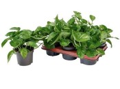 Scindapsus pictus Silve Ann 2.jakost