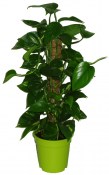 Scindapsus silver ann