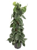 Scindapsus silver ann