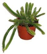 Cactus BIO Selenicereus grandiflorus