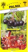 Semena Aronia melanocarpa - černý jeřáb
