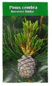Semena Borovice blatka – Pinus uncinata