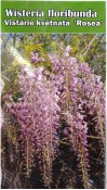Semena Vistárie květnatá – Wisteria floribuda