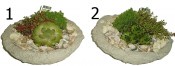 Sempervivum - skalníky v truhlíku typ 2