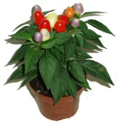 Solanum capsicastrum - lilek ozdobný 