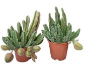 Stapelia variegata - Smrdutka pestrá č.6