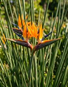 Strelitzia juncea – Strelície rákosovitá (2/2)