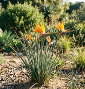 Strelitzia juncea – Strelície rákosovitá (1/2)