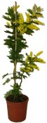 Stromek Mimosa - Acacia dealbata (paradoxa) 180 cm