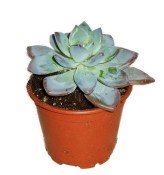Sukulent 111
