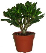 Sukulent Crassula tlustice - velká 2.jakost (2/3)