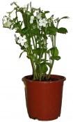 Tabákovník - Nicotiana 6 pack mix barev