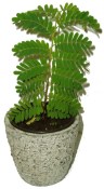 Tamarindus indica  (2/3)