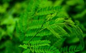 Tamarindus indica 