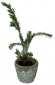 Tea Tree - Melaleuca Ericifolia
